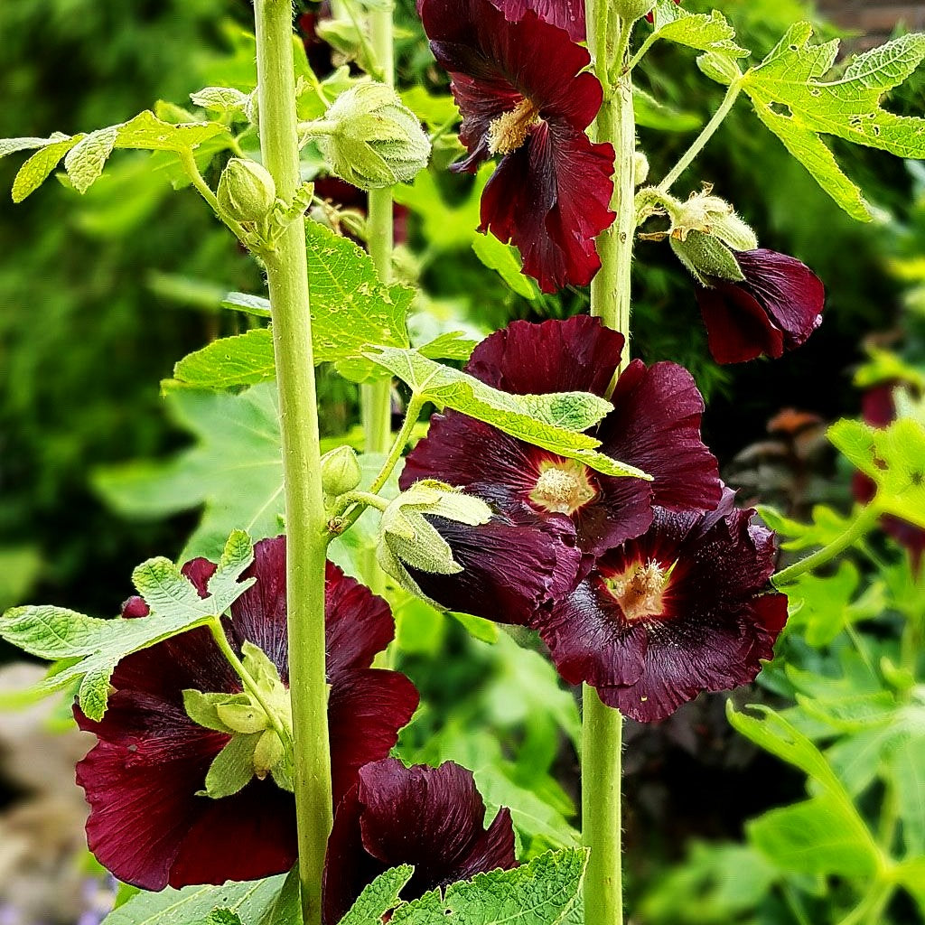 Schwarzrote Stockrose (Alcea rosea var.nigra)