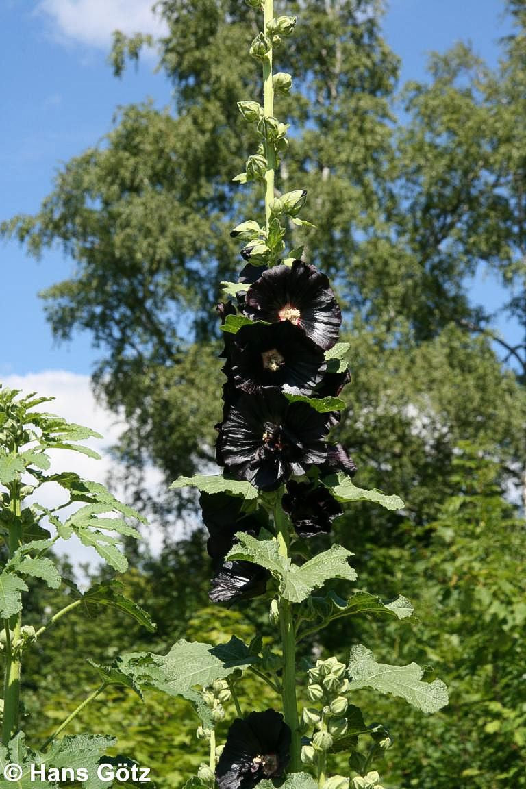 Schwarzrote Stockrose (Alcea rosea var.nigra)