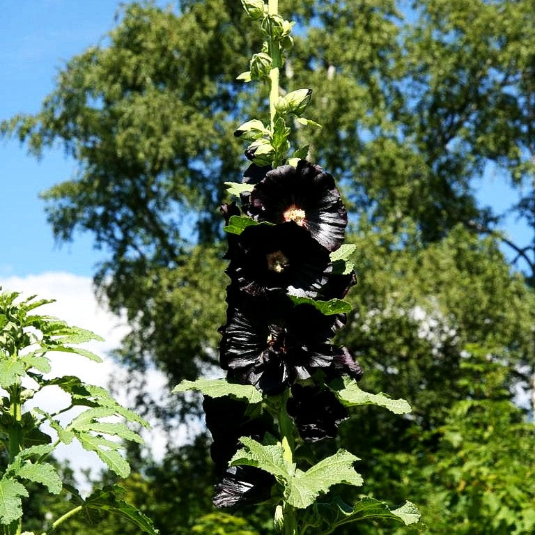 Schwarzrote Stockrose (Alcea rosea var.nigra)