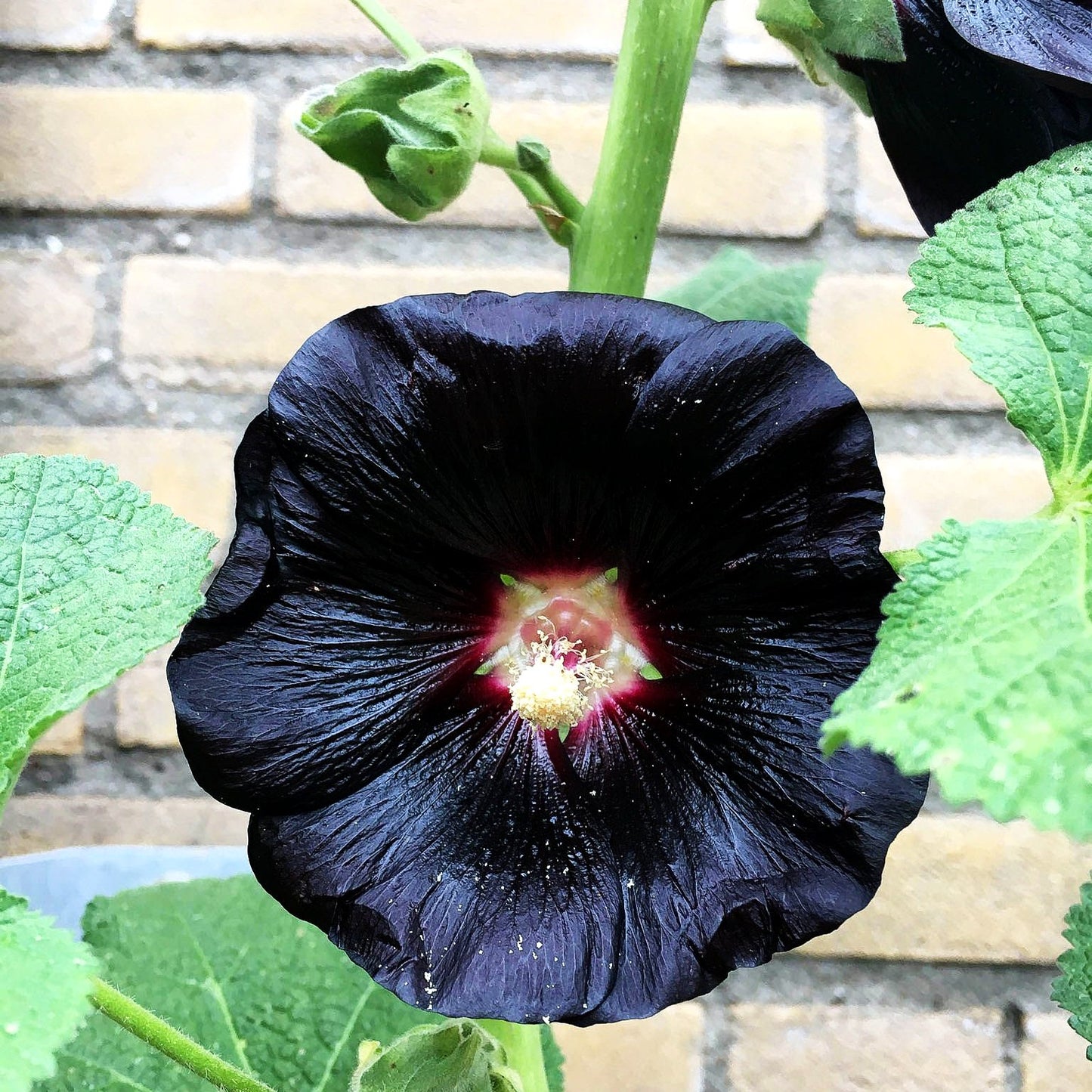 Schwarzrote Stockrose (Alcea rosea var.nigra)