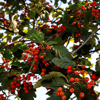 Schwedische Mehlbeere (Sorbus intermedia)