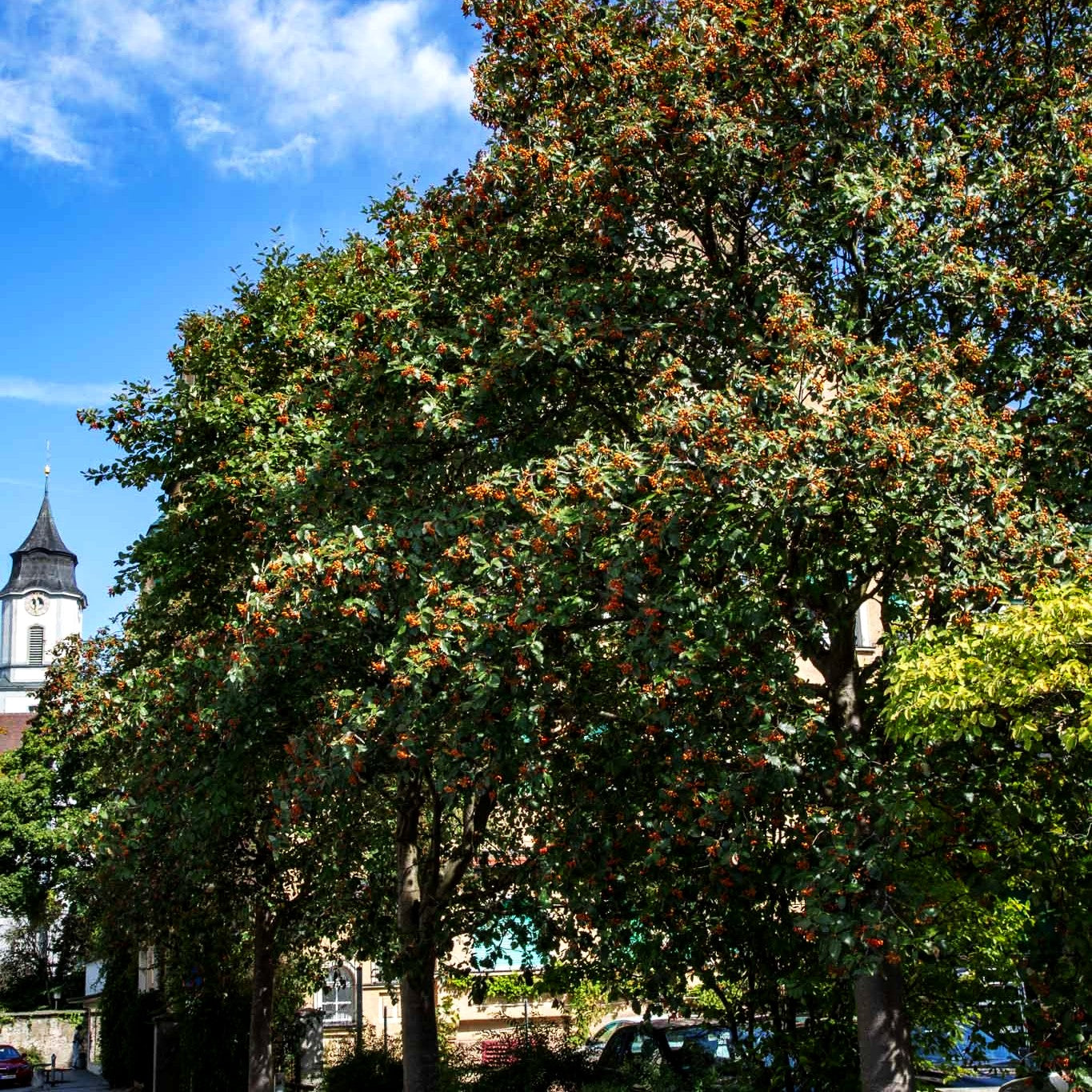 Schwedische Mehlbeere (Sorbus intermedia)