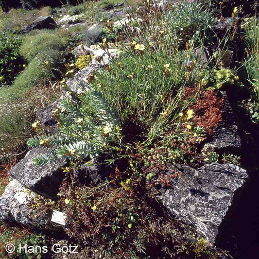 Schwefel-Nelke (Dianthus knappii)