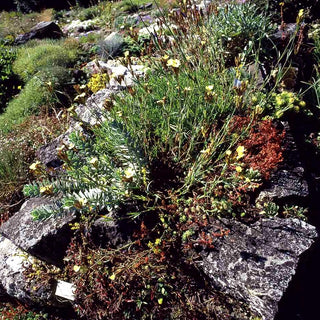 Schwefel-Nelke (Dianthus knappii)