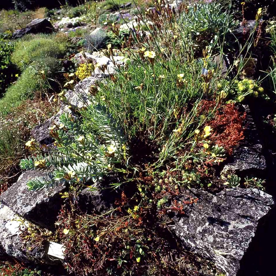 Schwefel-Nelke (Dianthus knappii)