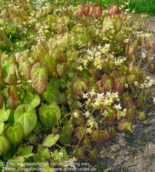 Schwefelgelbe Elfenblume 'Sulphureum' (Epimedium x versicolor)