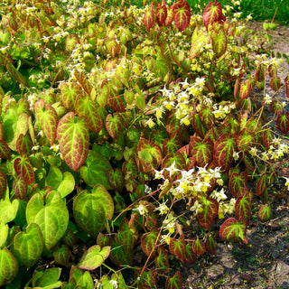 Schwefelgelbe Elfenblume 'Sulphureum' (Epimedium x versicolor)