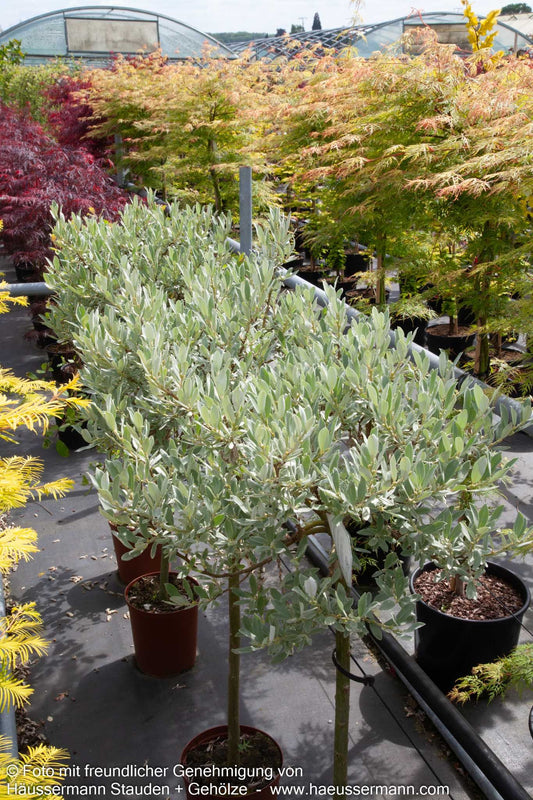 Schweizer Weide (Salix helvetica)