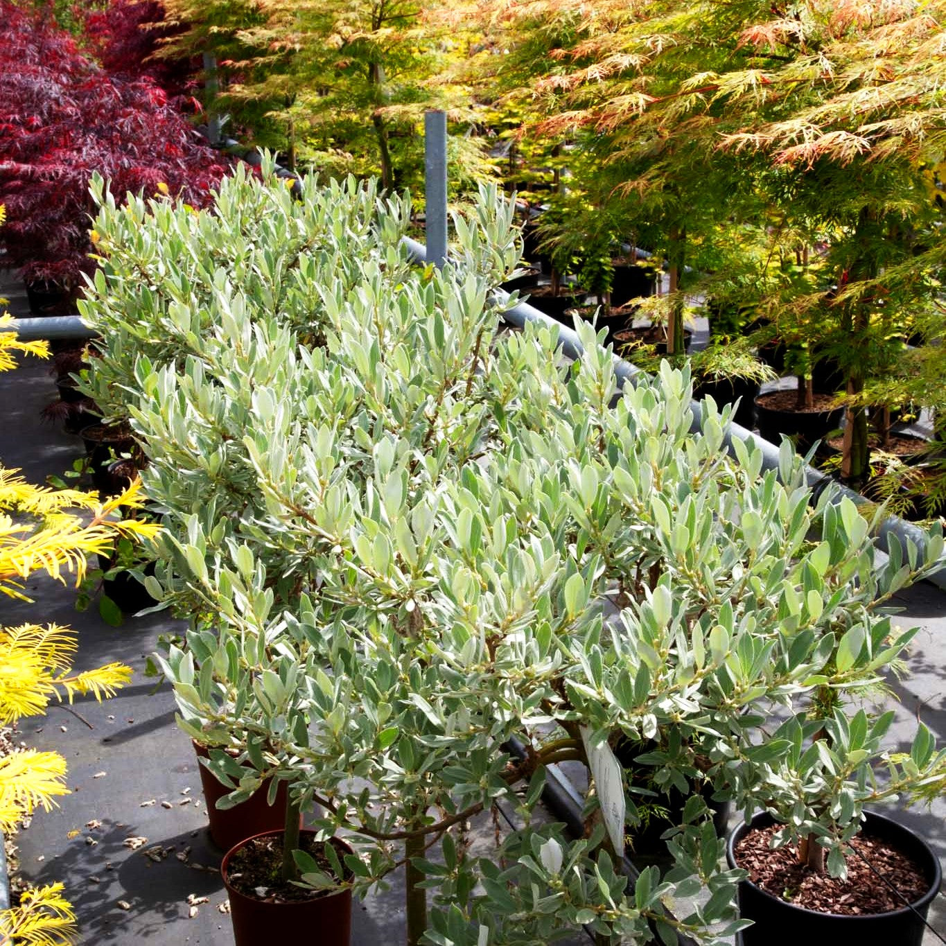Schweizer Weide (Salix helvetica)