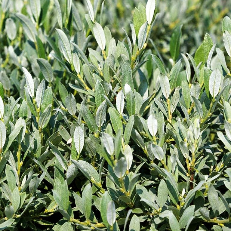 Schweizer Weide (Salix helvetica)