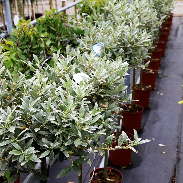 Schweizer Weide (Salix helvetica)