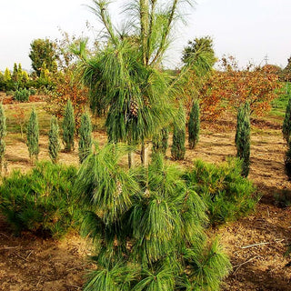 Schwerin Kiefer (Pinus x schwerinii)