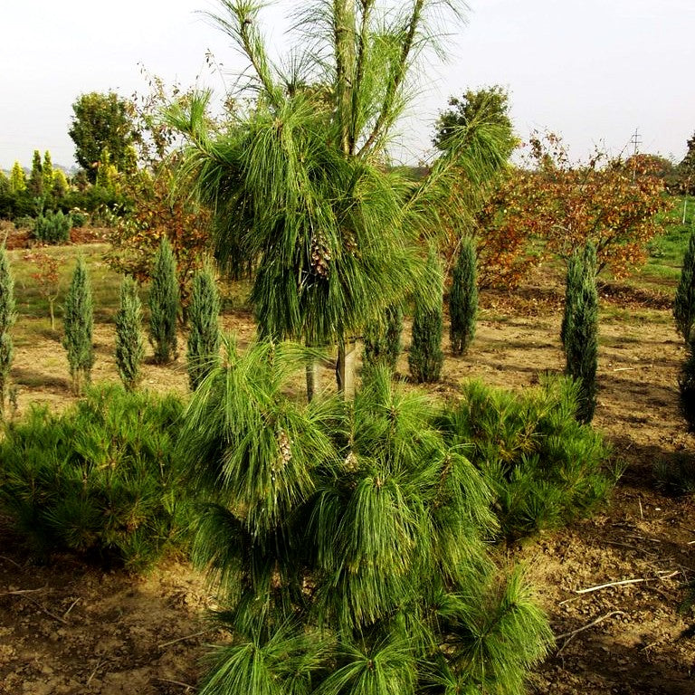 Schwerin Kiefer (Pinus x schwerinii)