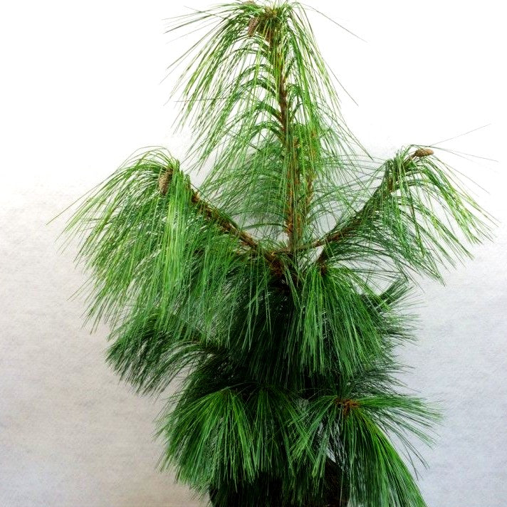 Schwerin Kiefer (Pinus x schwerinii)