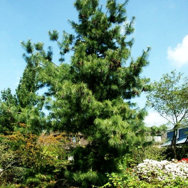 Schwerin Kiefer (Pinus x schwerinii)