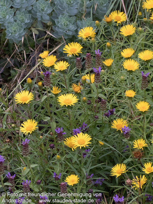 Schwertblättriger Alant (Inula ensifolia)