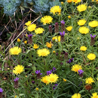 Schwertblättriger Alant (Inula ensifolia)