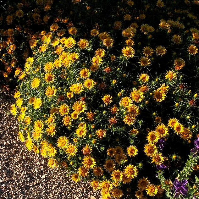Schwertblättriger Alant (Inula ensifolia)