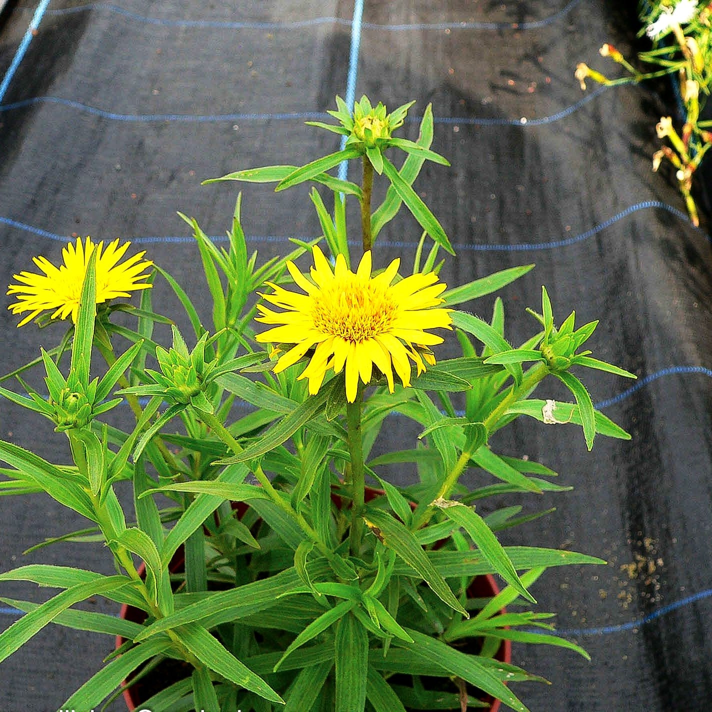 Schwertblättriger Alant (Inula ensifolia)