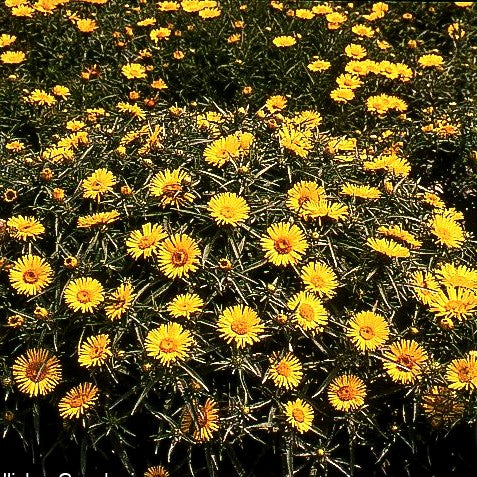 Schwertblättriger Alant (Inula ensifolia)