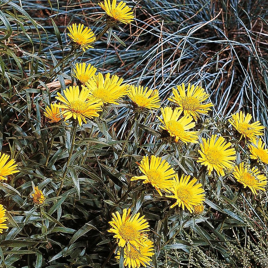 Schwertblättriger Alant (Inula ensifolia)