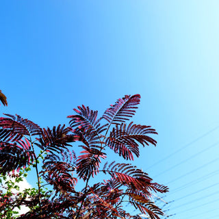 Seidenakazie, Seidenbaum, Schlafbaum 'Summer Chocolate' (Albizia julibr.)