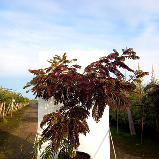 Seidenakazie, Seidenbaum, Schlafbaum 'Summer Chocolate' (Albizia julibr.)
