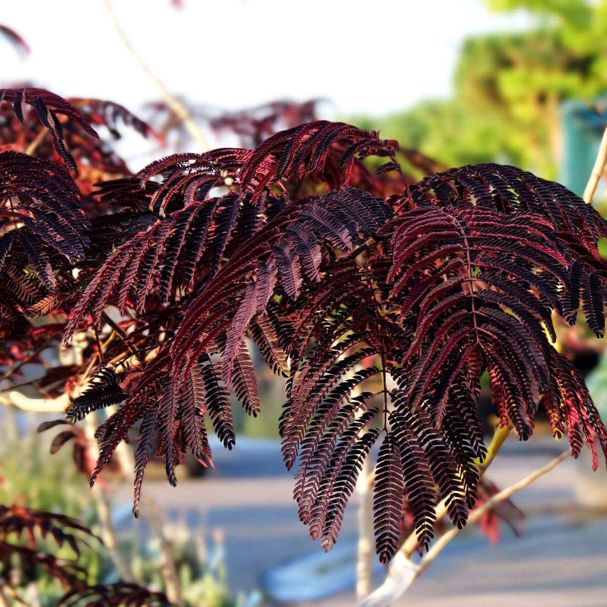 Seidenakazie, Seidenbaum, Schlafbaum 'Summer Chocolate' (Albizia julibr.)