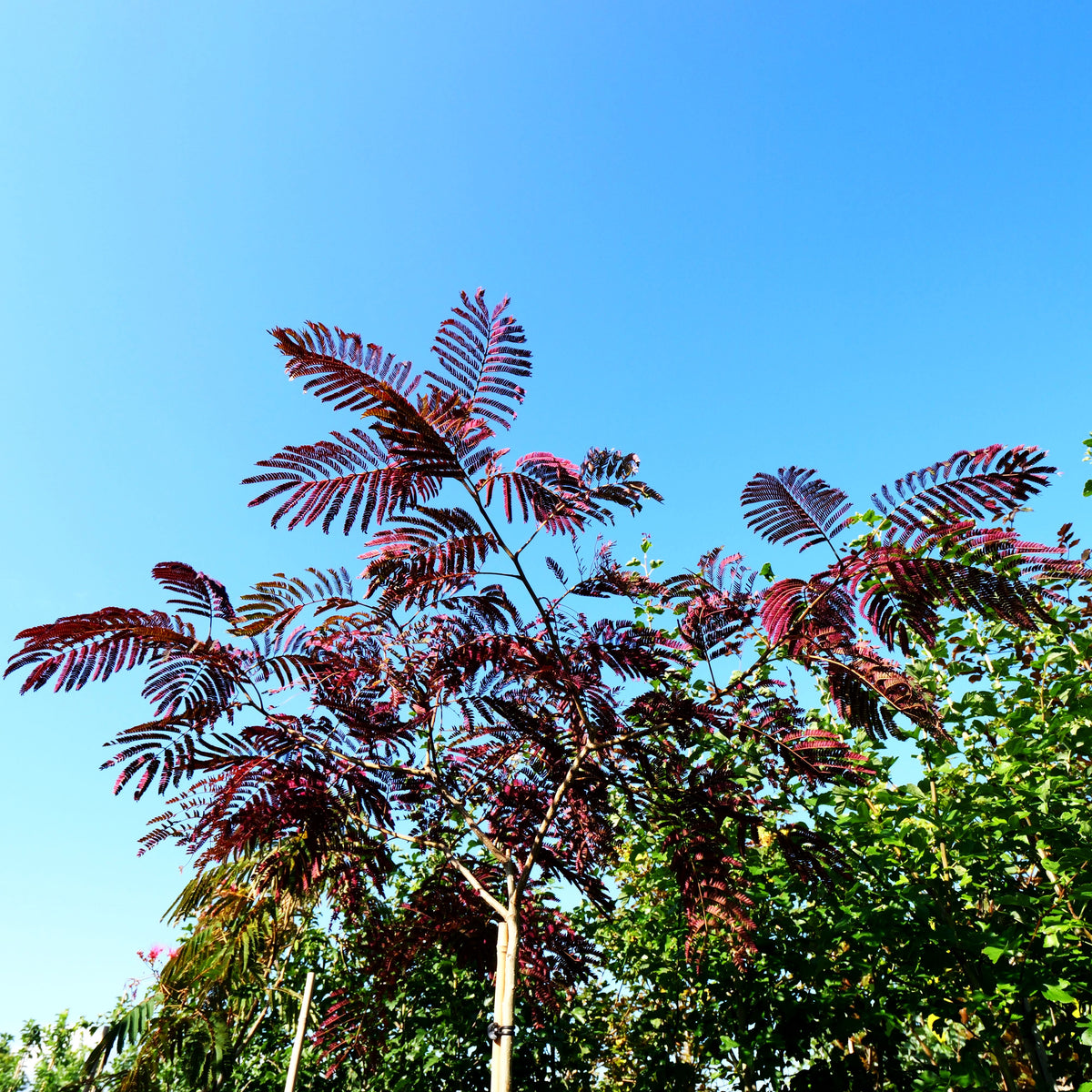 Seidenakazie, Seidenbaum, Schlafbaum 'Summer Chocolate' (Albizia julibr.)