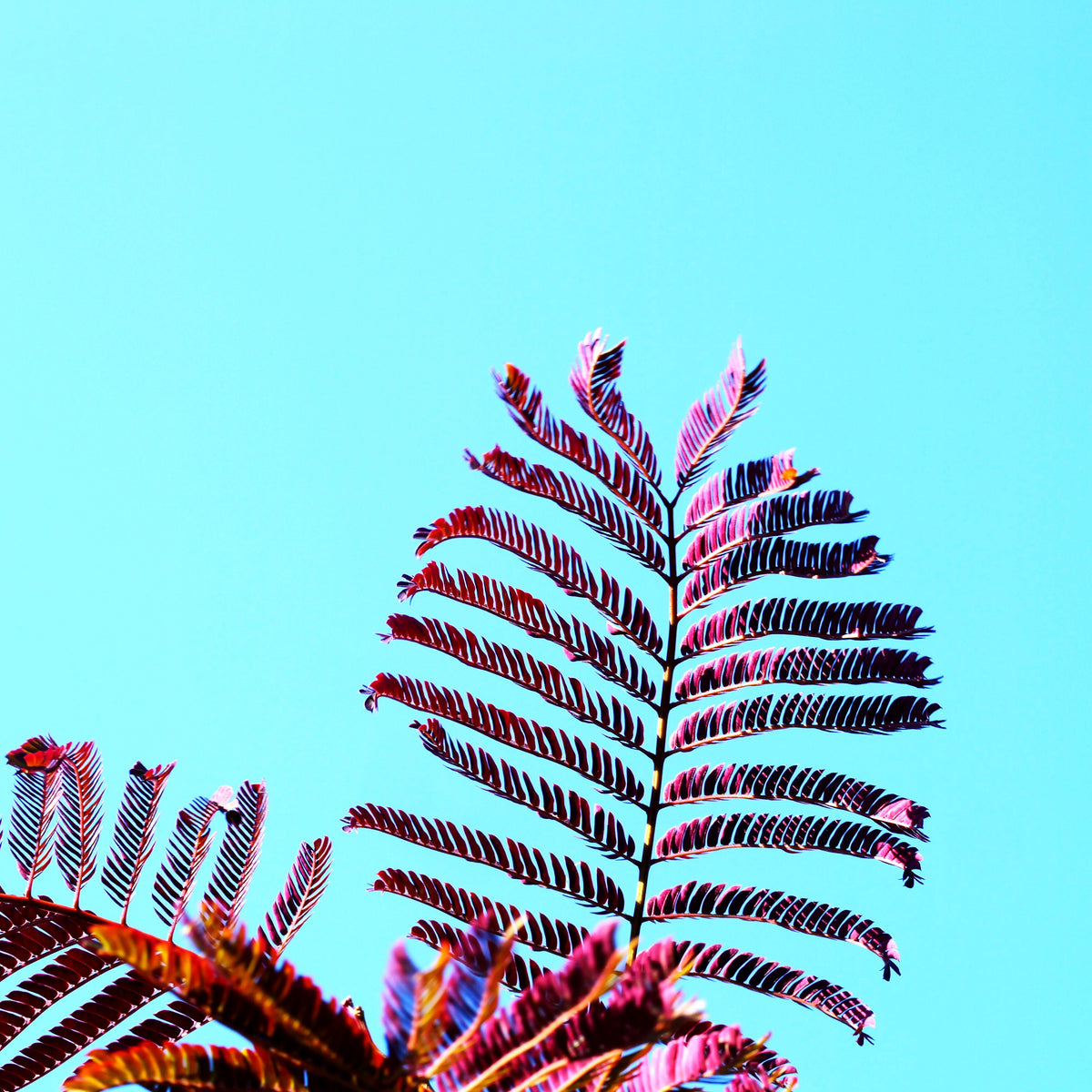Seidenakazie, Seidenbaum, Schlafbaum 'Summer Chocolate' (Albizia julibr.)