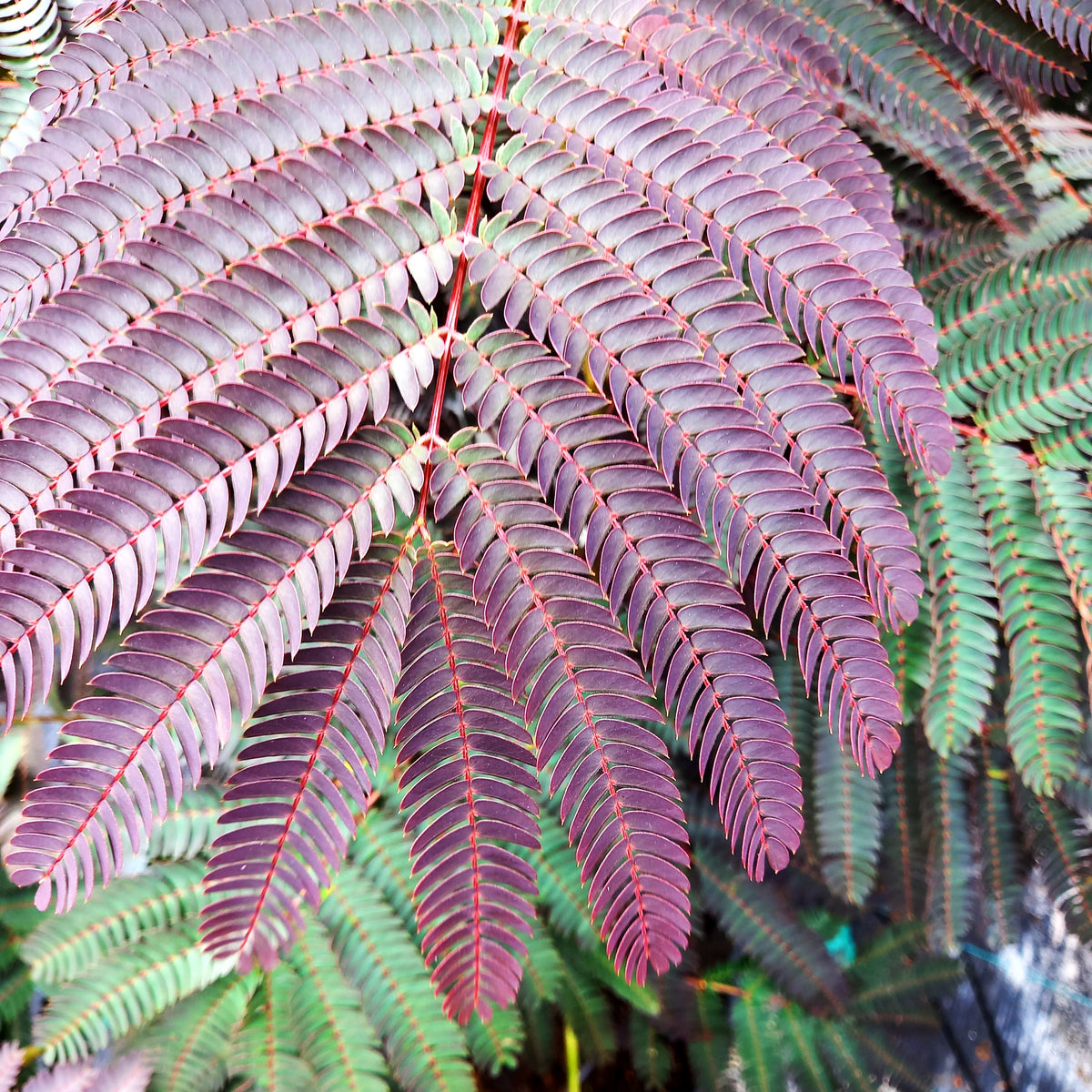 Seidenbaum 'Evi's Pride' (Albizia julibrissin)