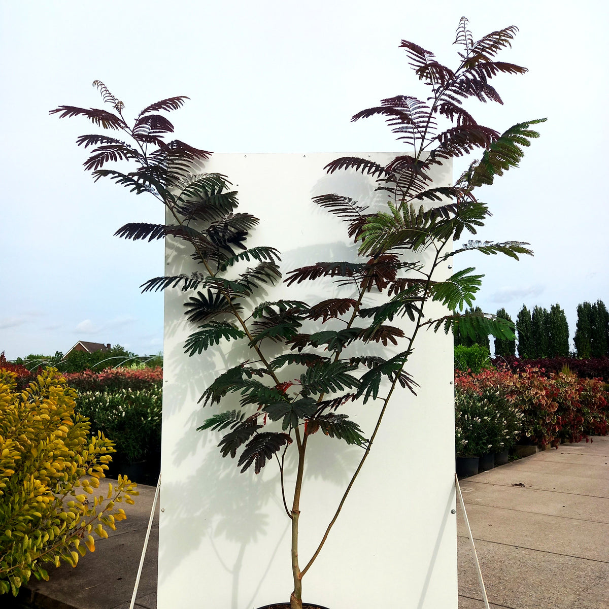 Seidenbaum 'Evi's Pride' (Albizia julibrissin)