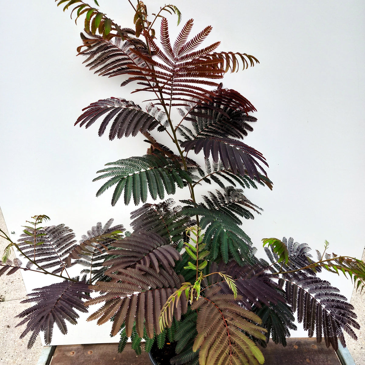 Seidenbaum 'Evi's Pride' (Albizia julibrissin)