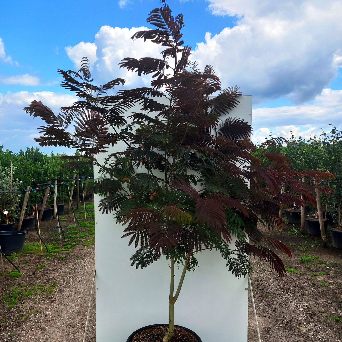 Seidenbaum 'Evi's Pride' (Albizia julibrissin)