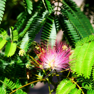Seidenbaum 'Ombrella' (Albizia julibrissin)