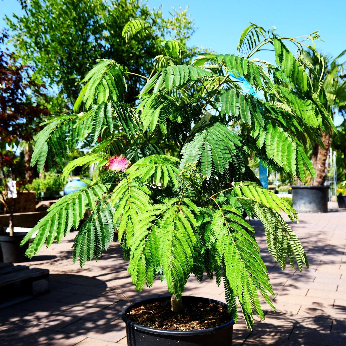 Seidenbaum 'Ombrella' (Albizia julibrissin)
