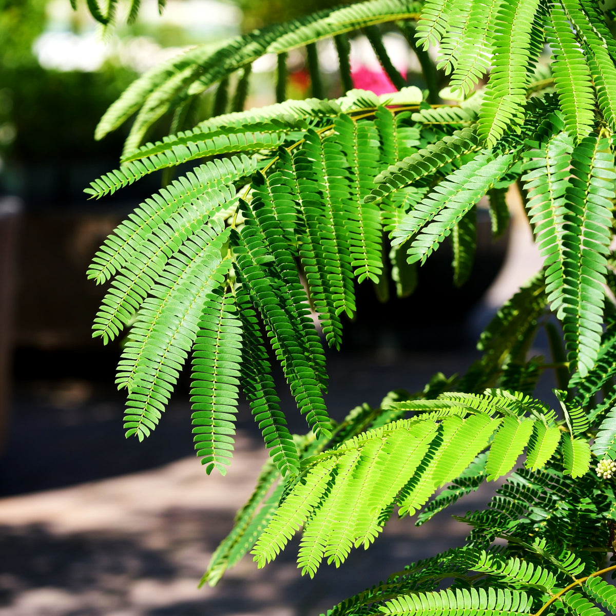 Seidenbaum 'Ombrella' (Albizia julibrissin)
