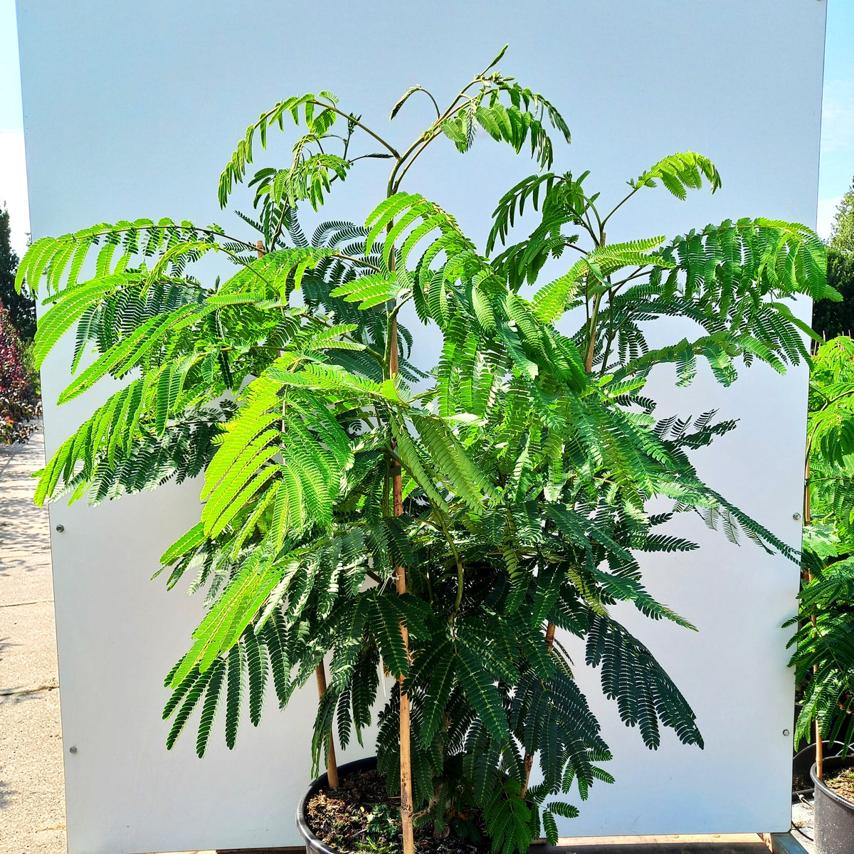 Seidenbaum 'Ombrella' (Albizia julibrissin)