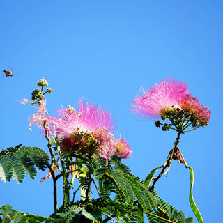 Seidenbaum, Schlafbaum (Albizia julibrissin)