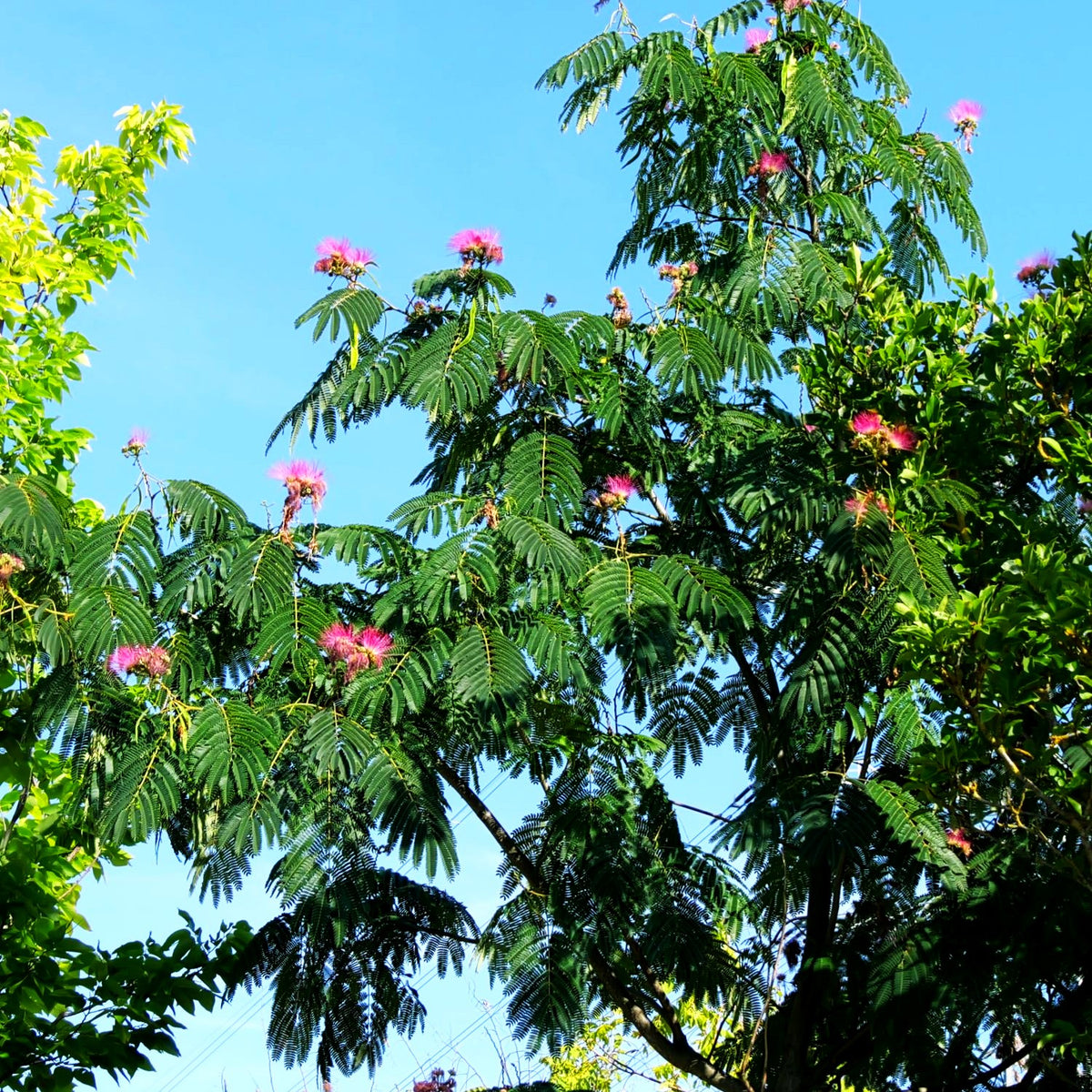 Seidenbaum, Schlafbaum (Albizia julibrissin)