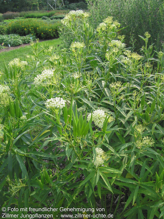 Seidenpflanze 'Ice Ballet' (Asclepias incarnata)