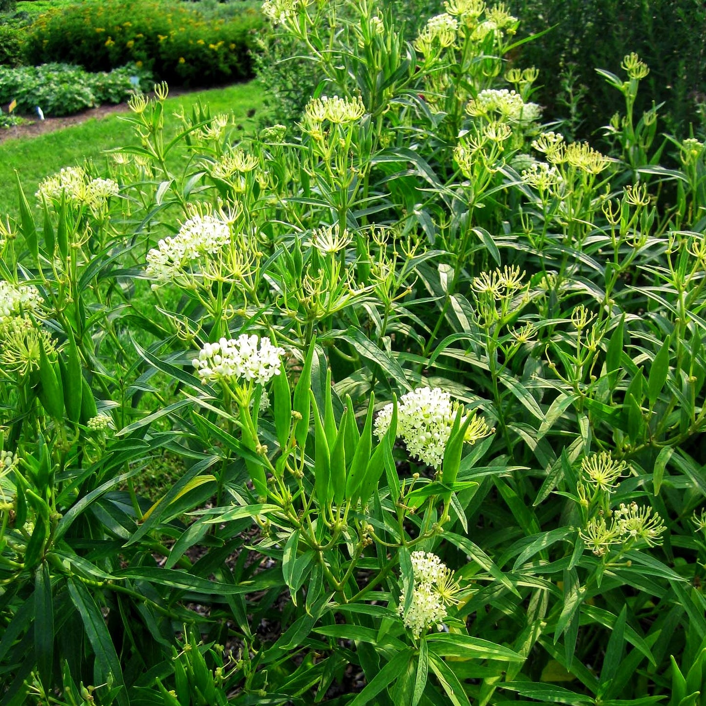 Seidenpflanze 'Ice Ballet' (Asclepias incarnata)