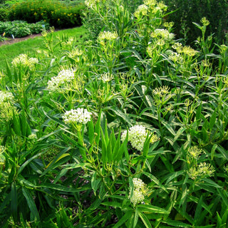 Seidenpflanze 'Ice Ballet' (Asclepias incarnata)