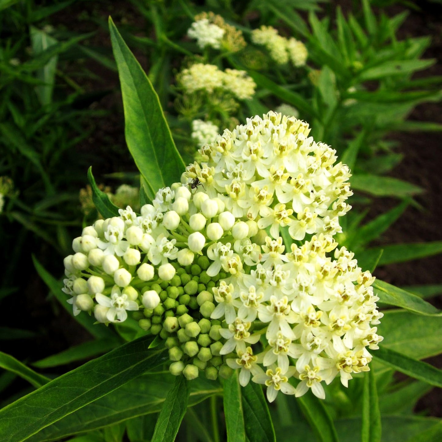 Seidenpflanze 'Ice Ballet' (Asclepias incarnata)