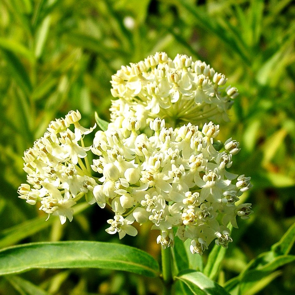 Seidenpflanze 'Ice Ballet' (Asclepias incarnata)