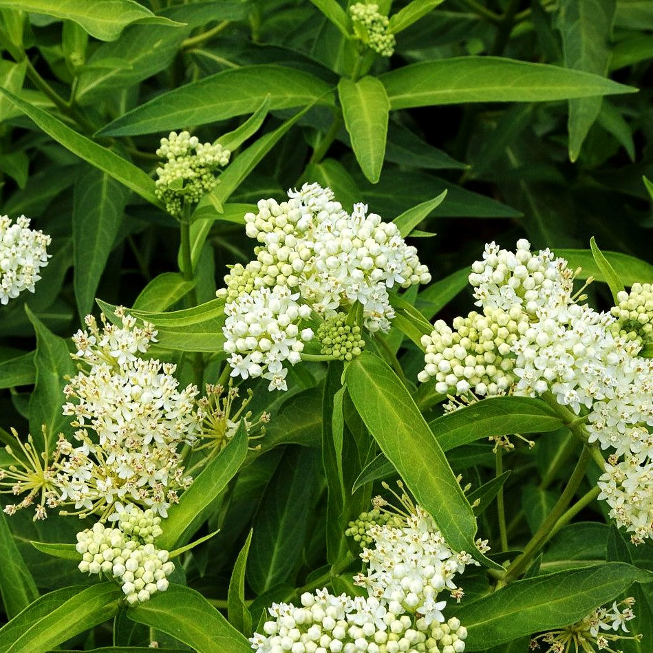 Seidenpflanze 'Ice Ballet' (Asclepias incarnata)