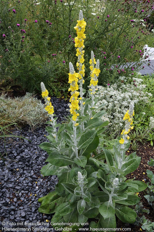 Seidige Königskerze (Verbascum bombyciferum)
