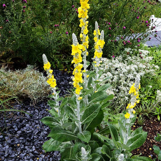 Seidige Königskerze (Verbascum bombyciferum)