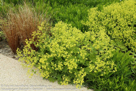 Seidiger Frauenmantel 'Gold Strike' (Alchemilla sericata)