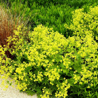 Seidiger Frauenmantel 'Gold Strike' (Alchemilla sericata)